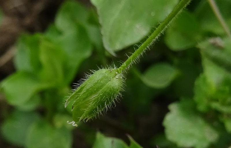 Stellaria media - Caryophyllaceae